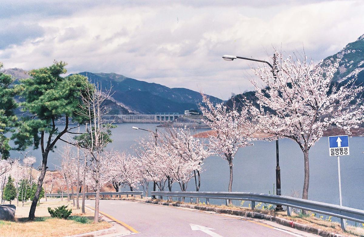 벚꽃길