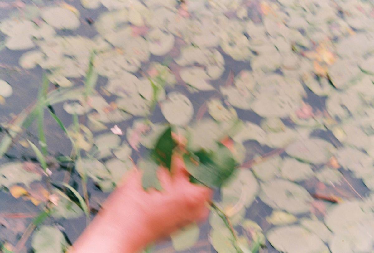 연잎
