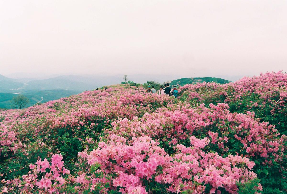 제6회 황매산 철쭉제례