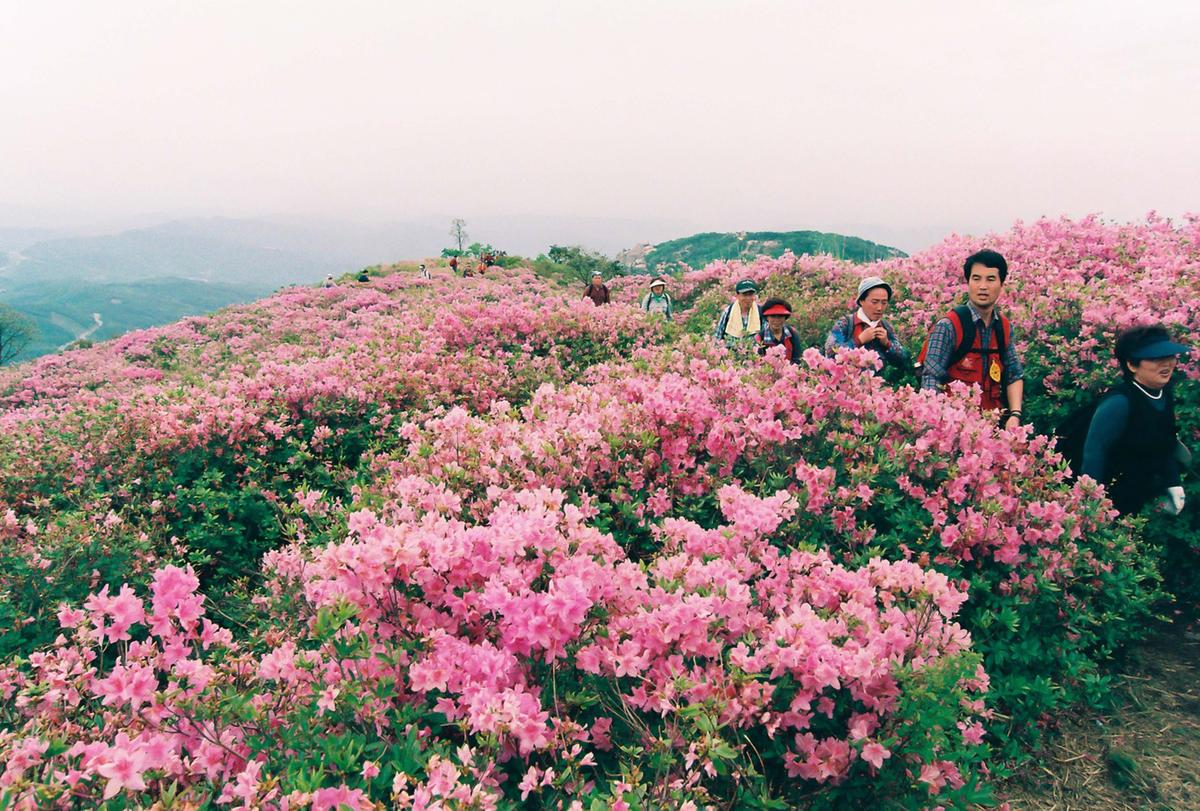제6회 황매산 철쭉제례