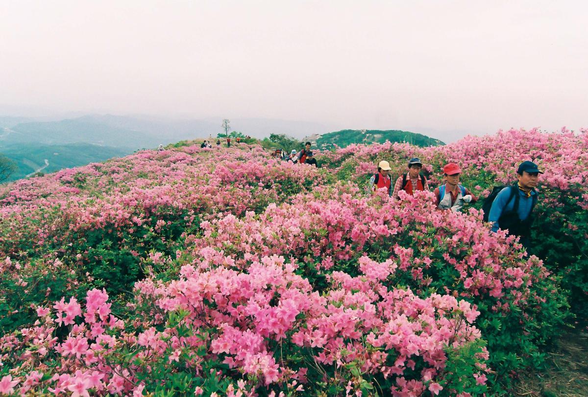 제6회 황매산 철쭉제례