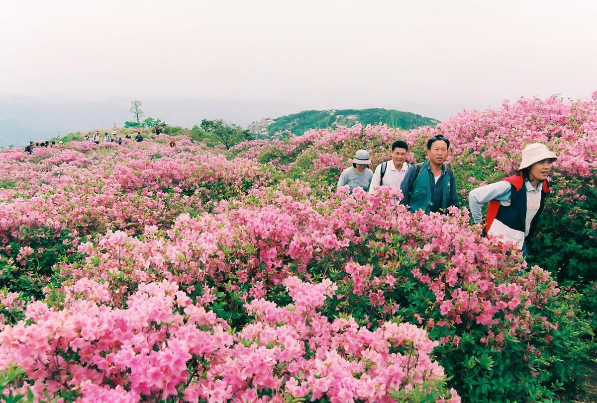 제6회 황매산 철쭉제례