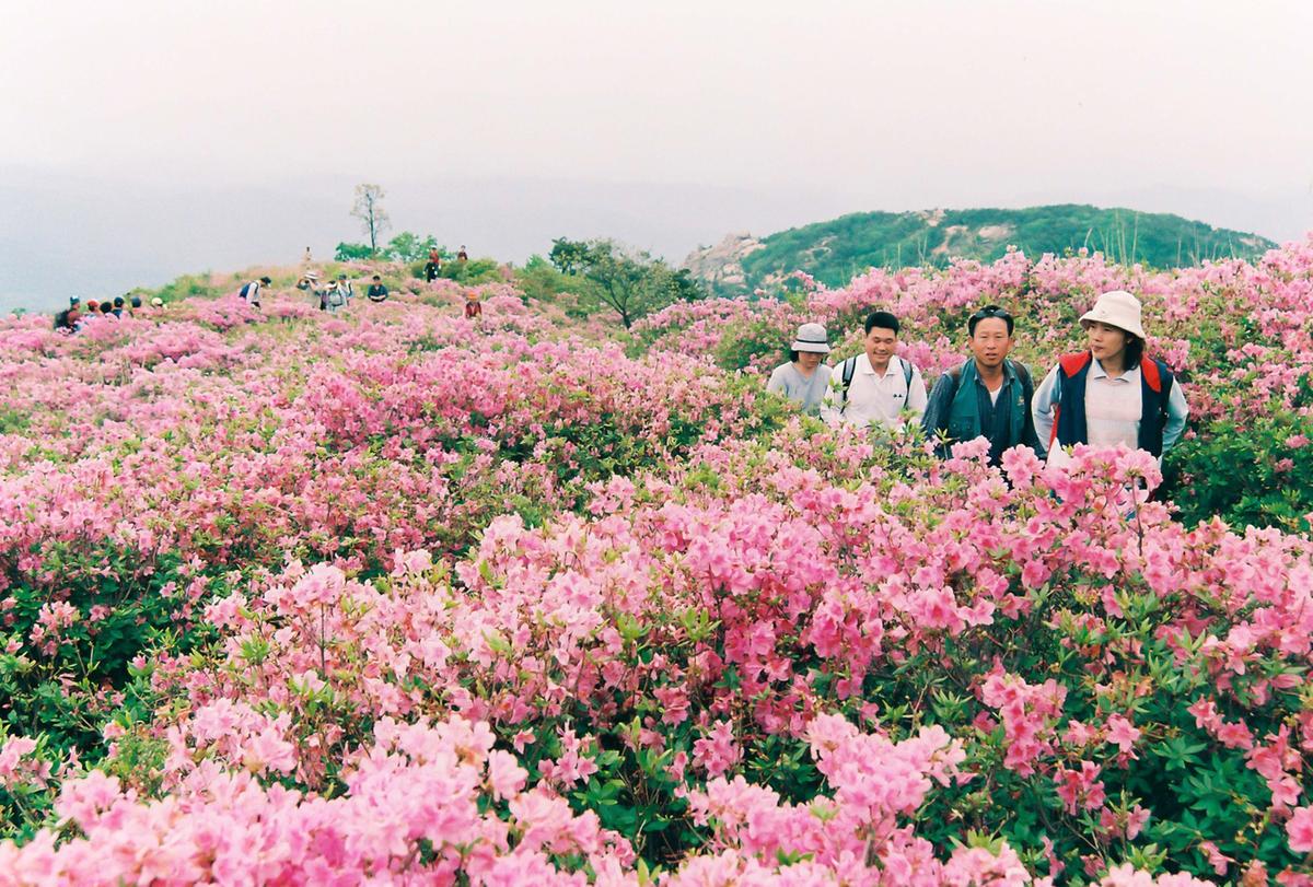 제6회 황매산 철쭉제례