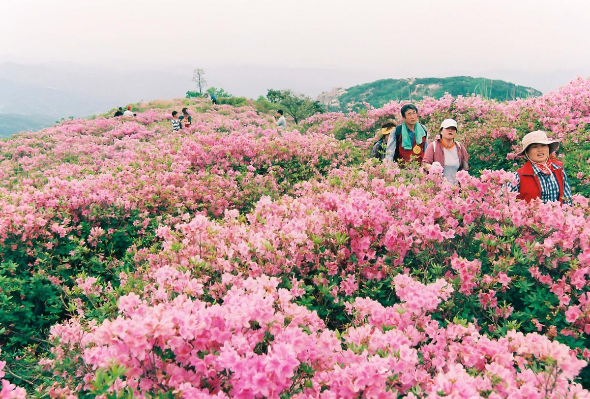 제6회 황매산 철쭉제례