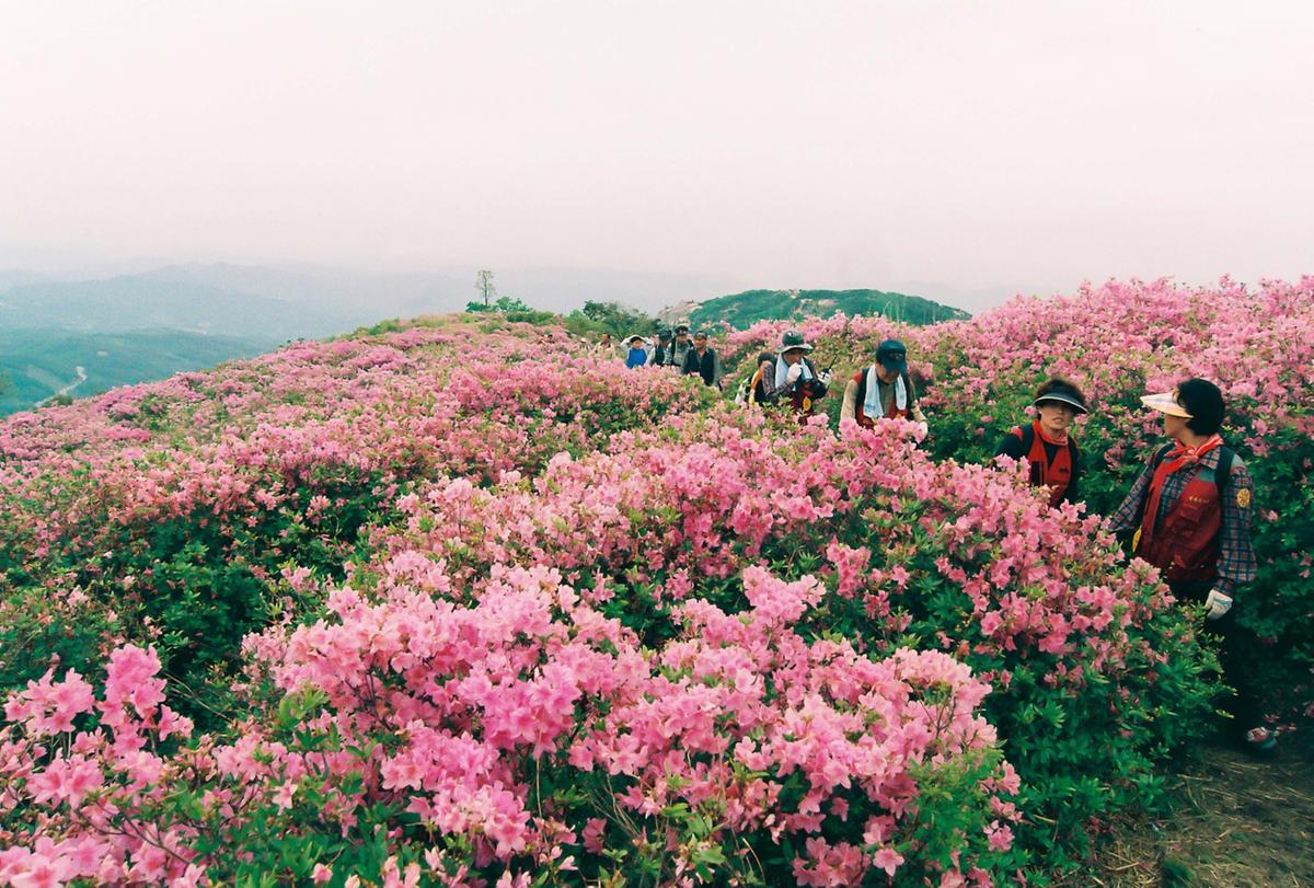 제6회 황매산 철쭉제례