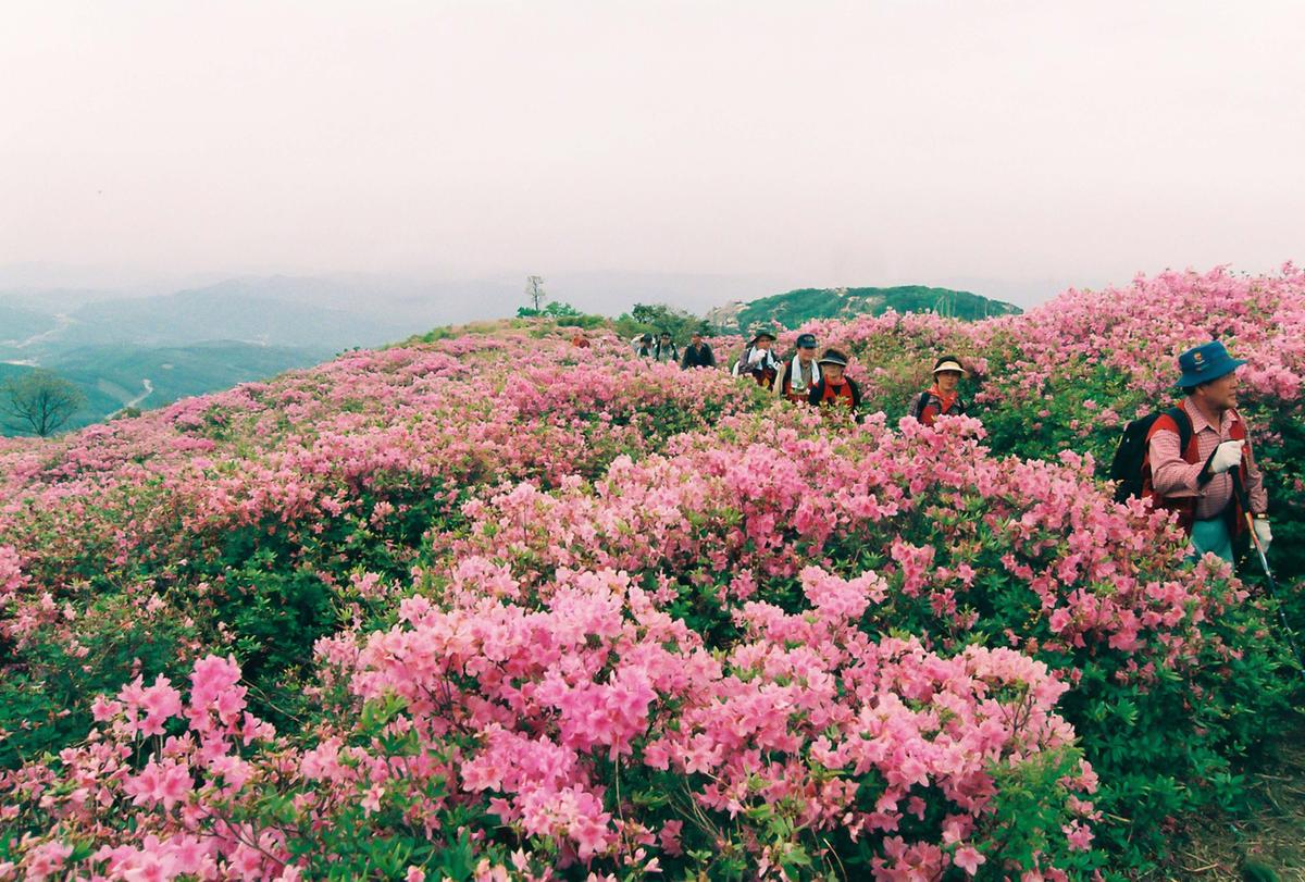 제6회 황매산 철쭉제례