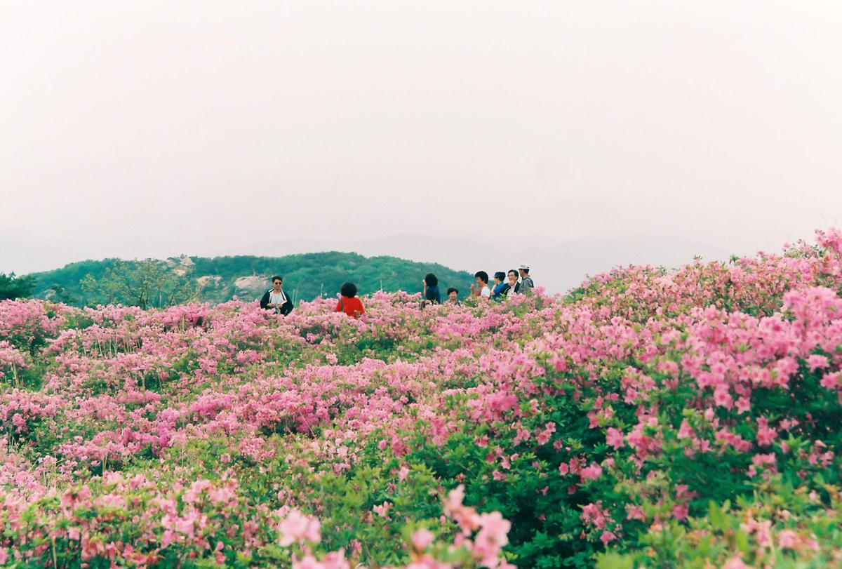 제6회 황매산 철쭉제례