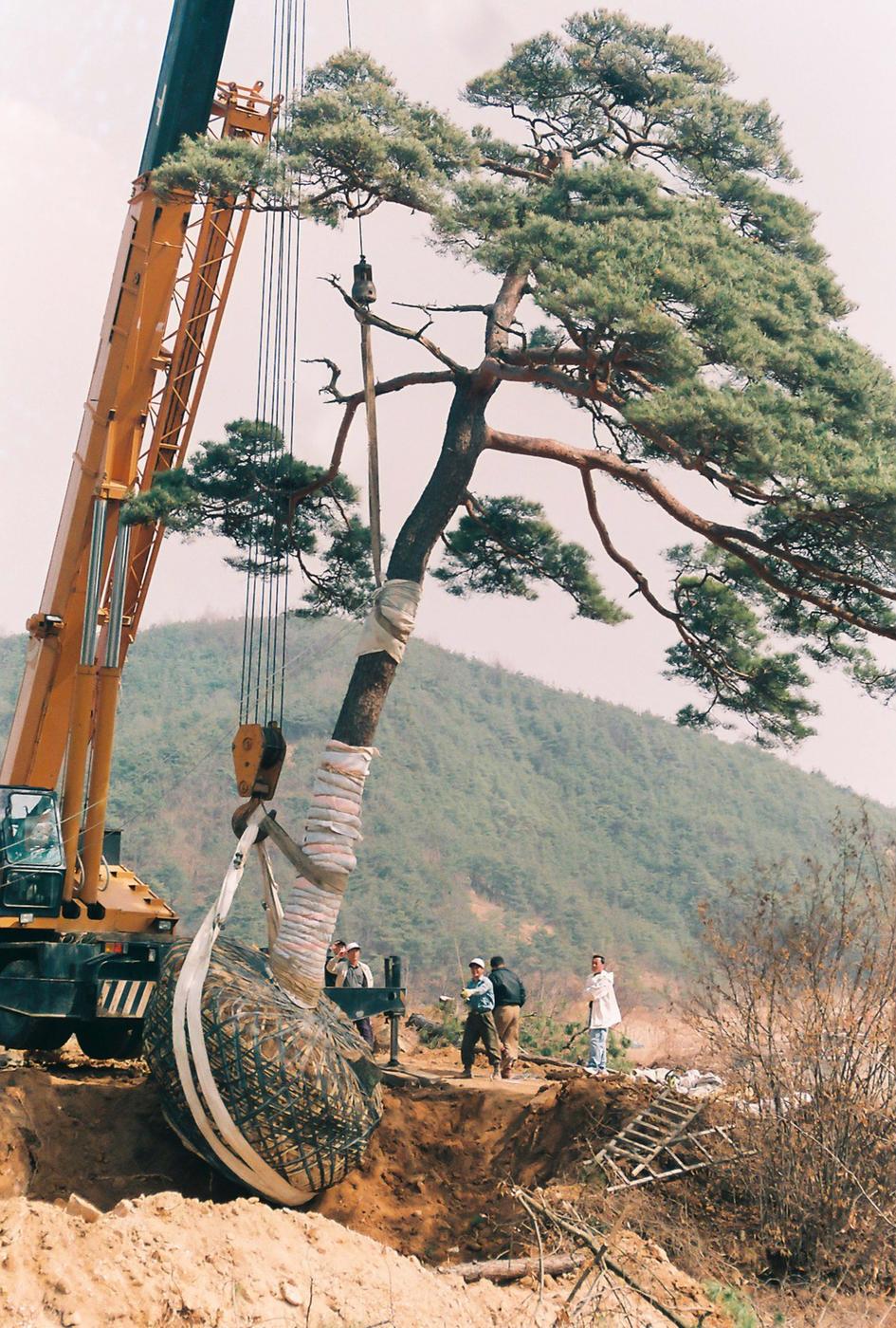 소나무심기
