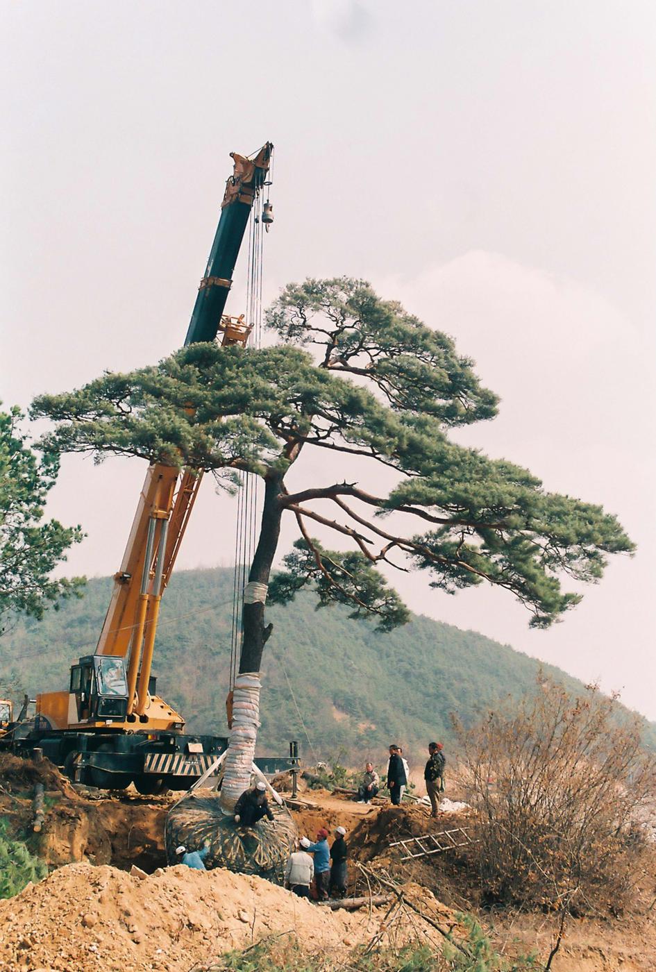 소나무심기