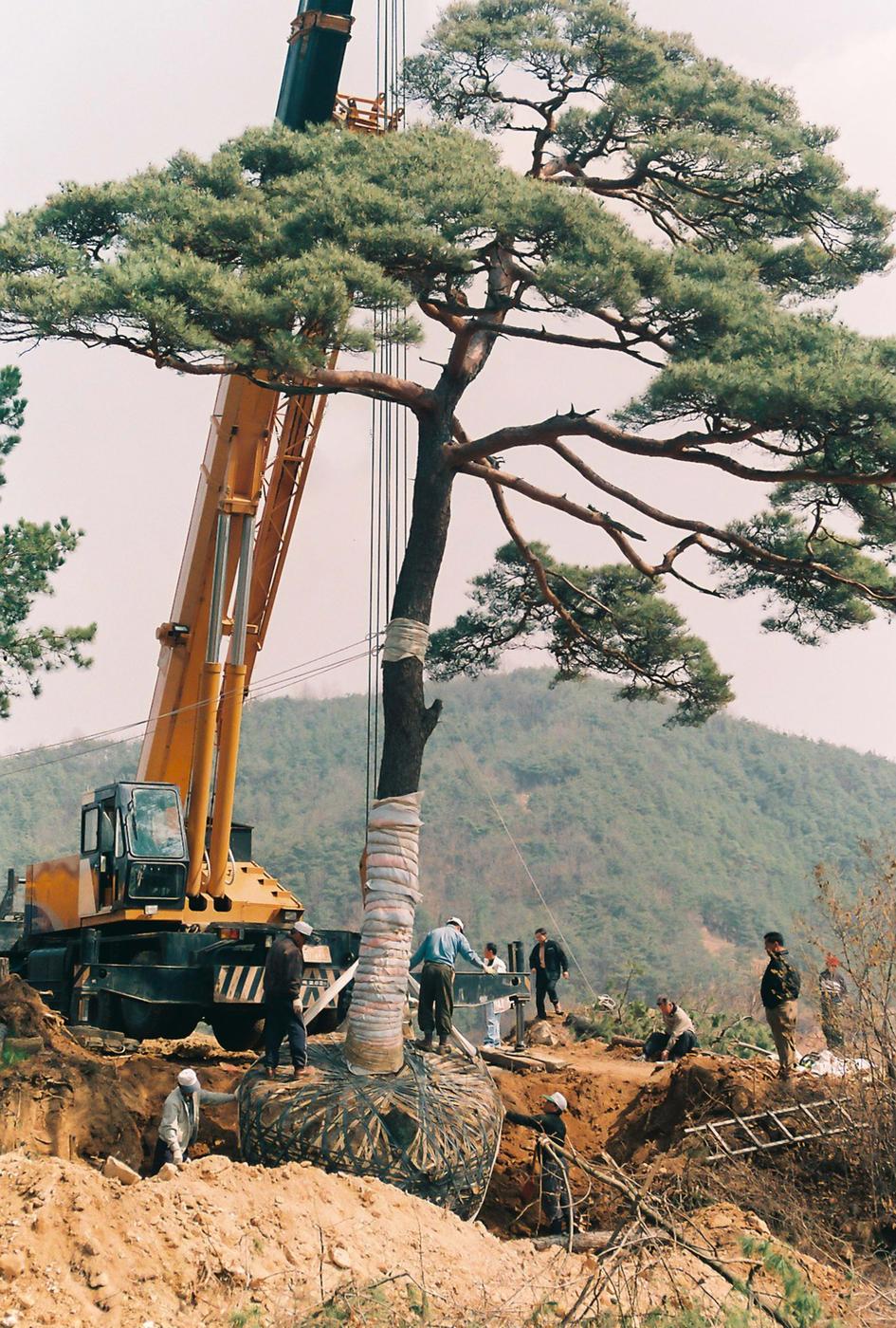 소나무심기