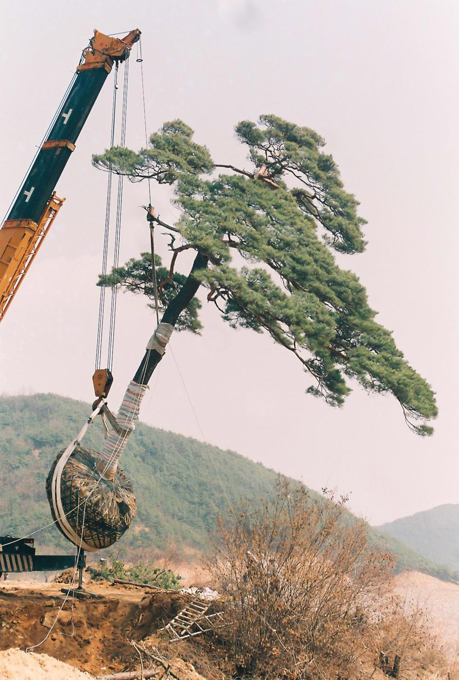 소나무심기