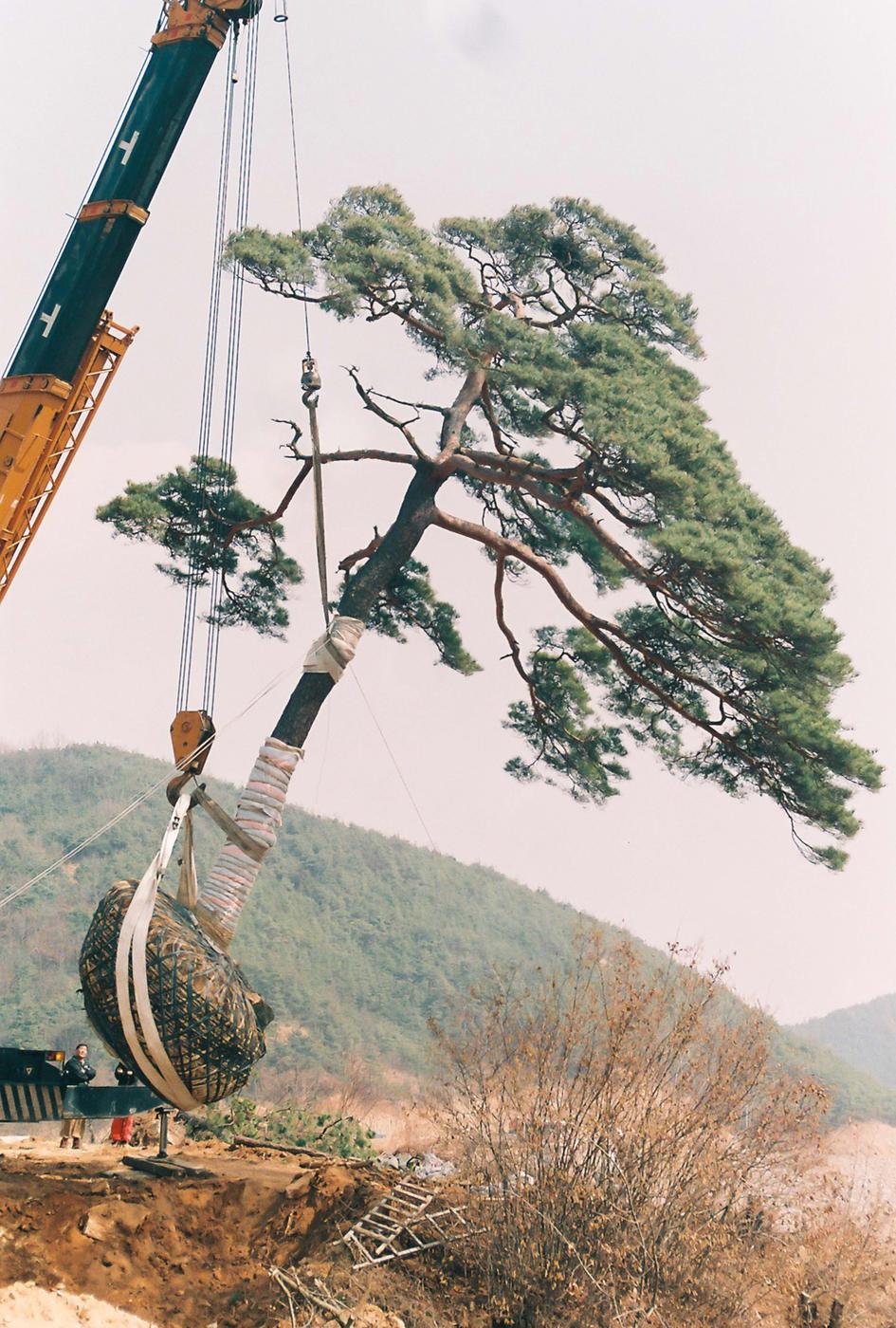 소나무심기