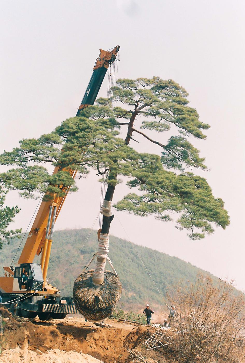 소나무심기