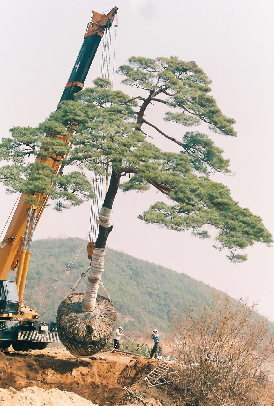 소나무심기