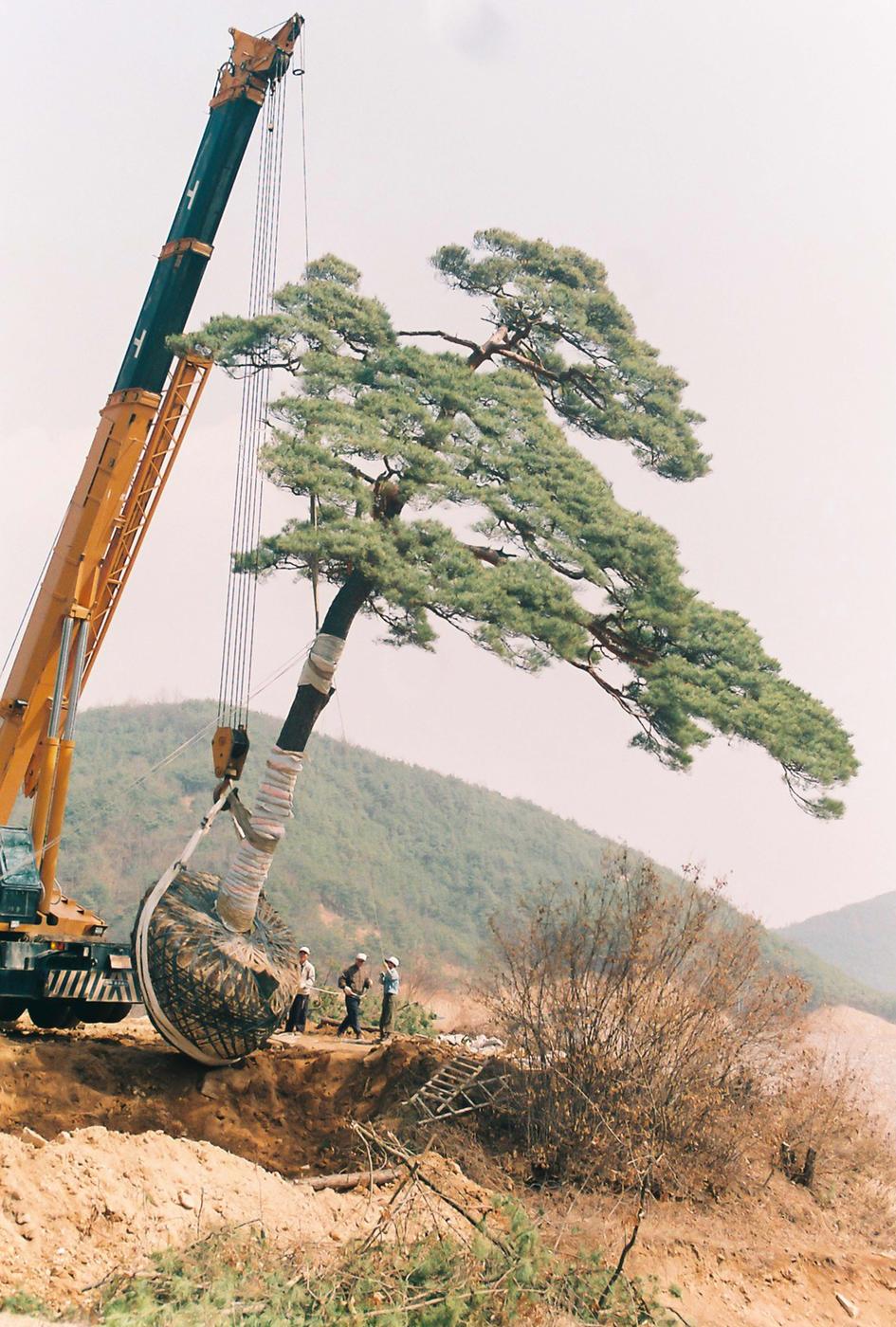 소나무심기
