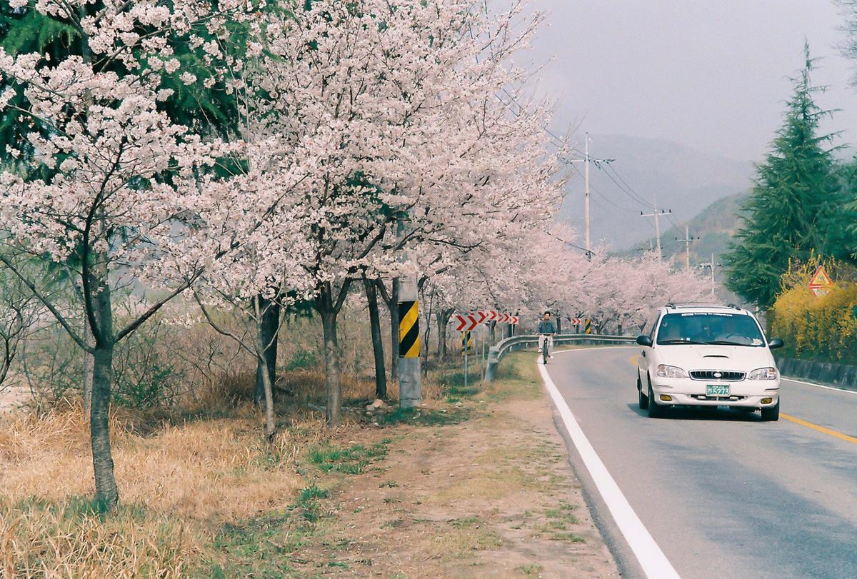 벚꽃