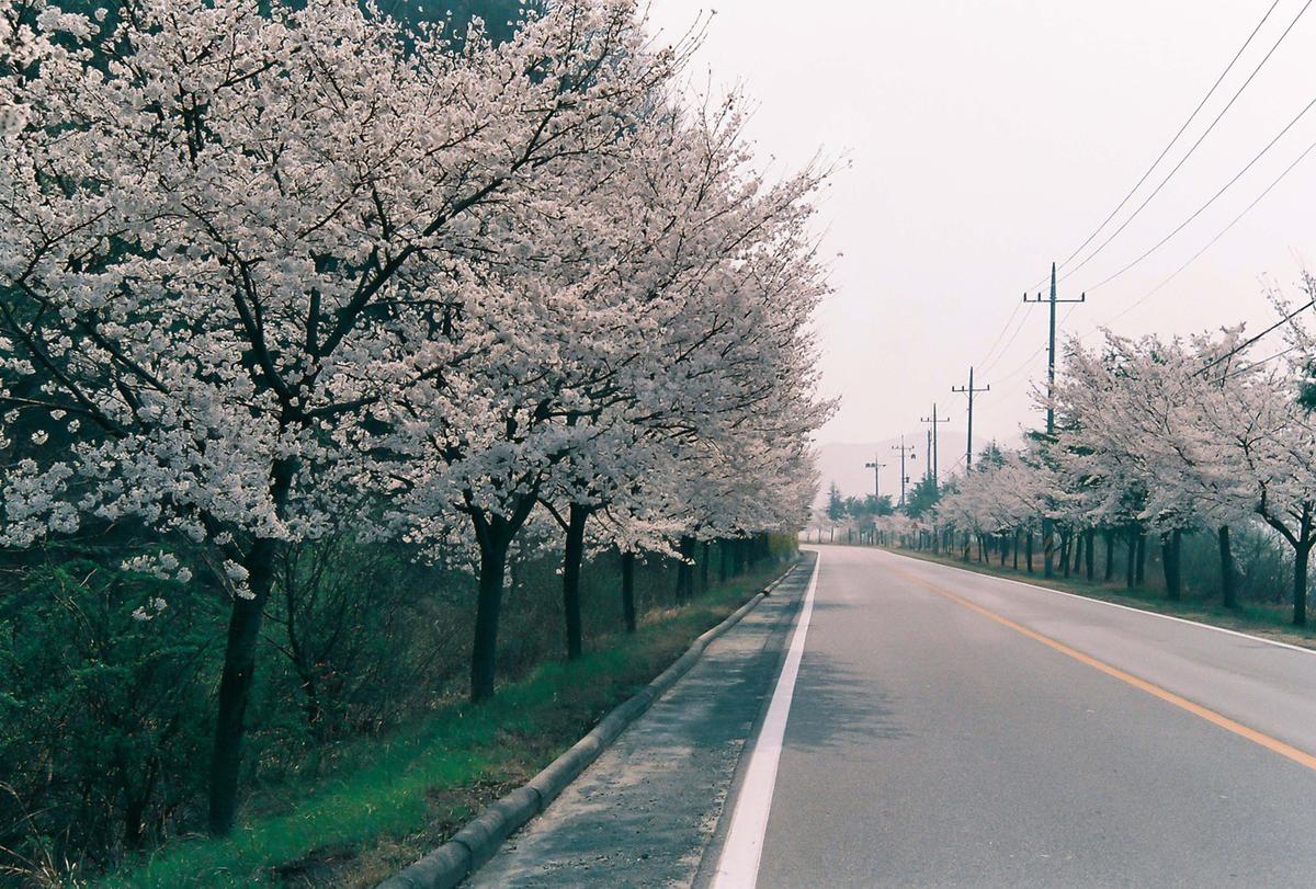 벚꽃