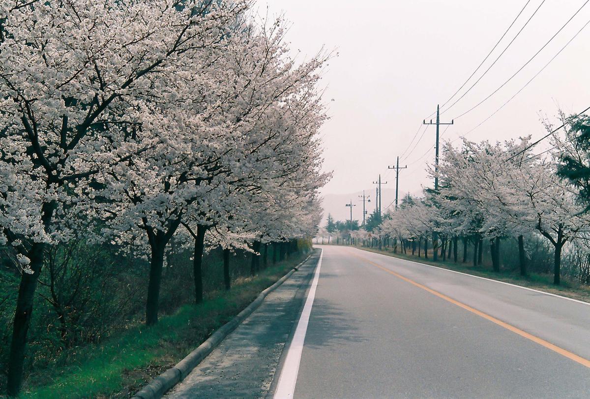 벚꽃