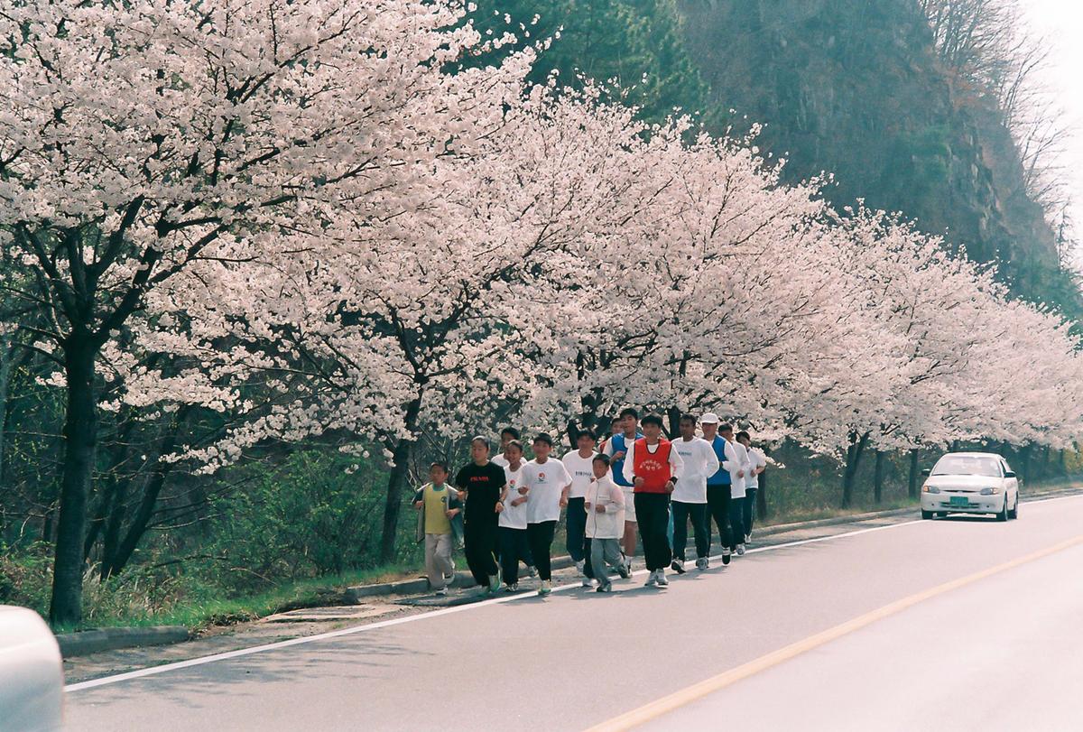 벚꽃