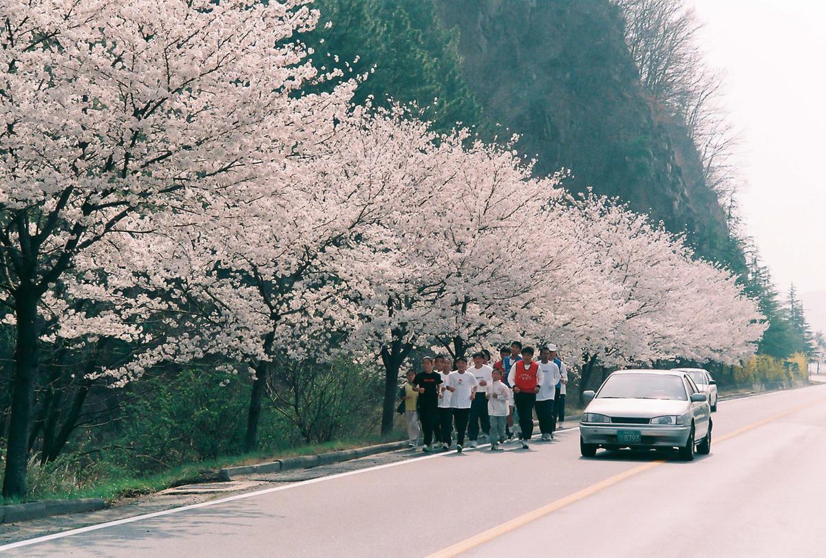 벚꽃