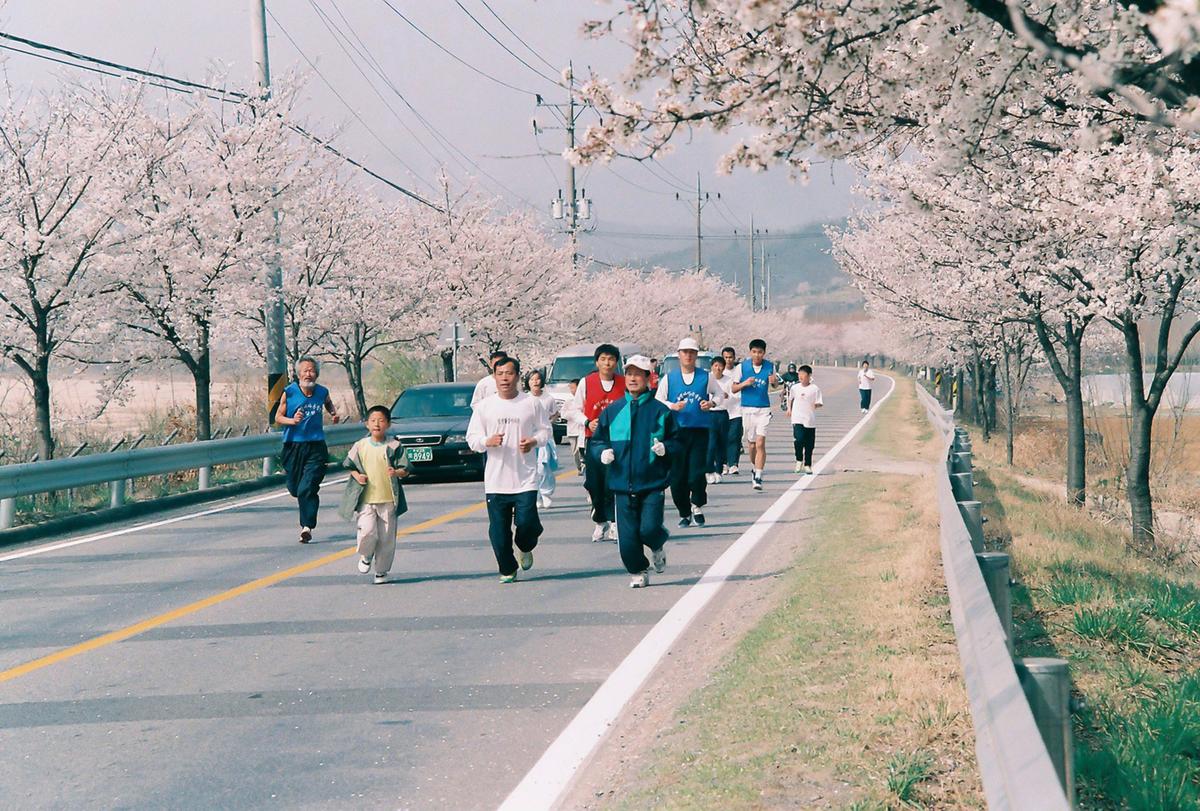 벚꽃