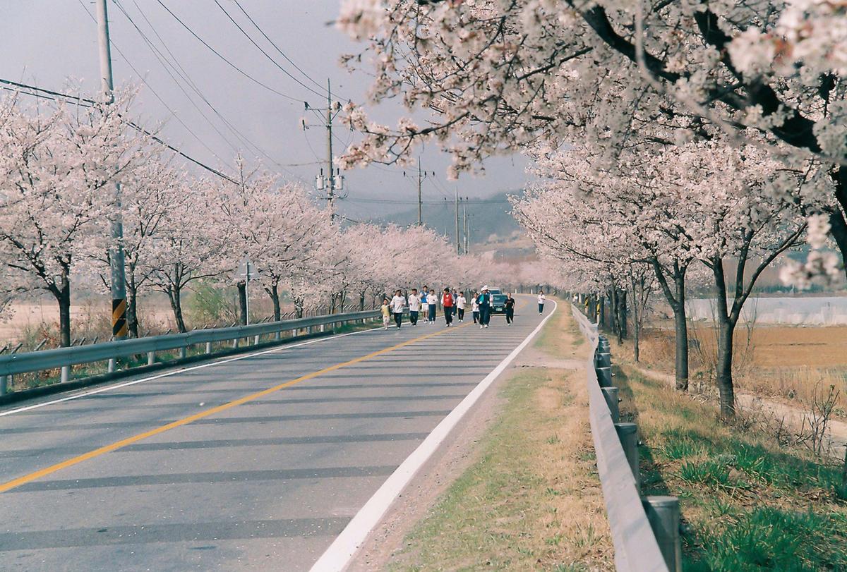 벚꽃