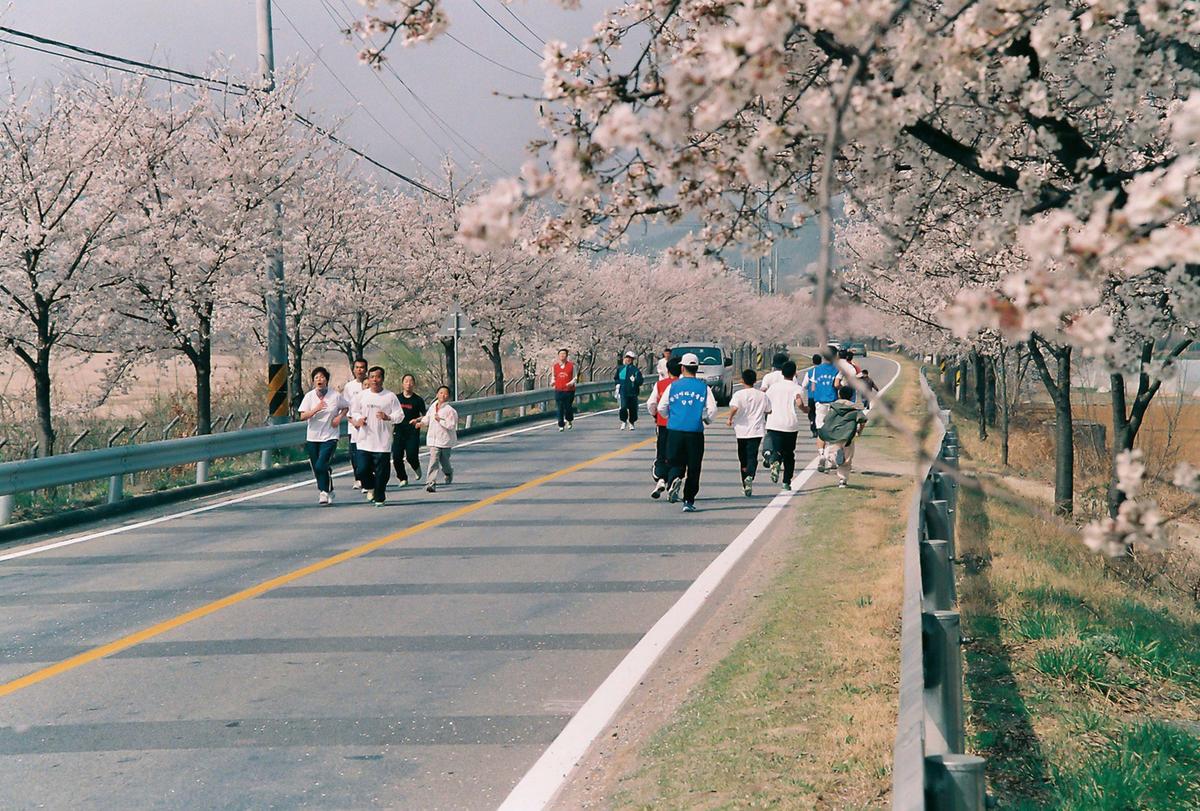 벚꽃