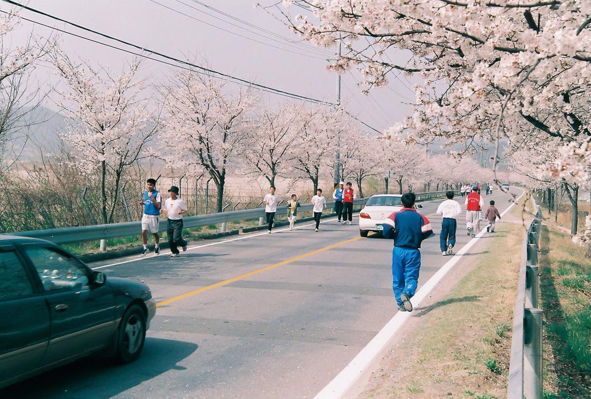 벚꽃