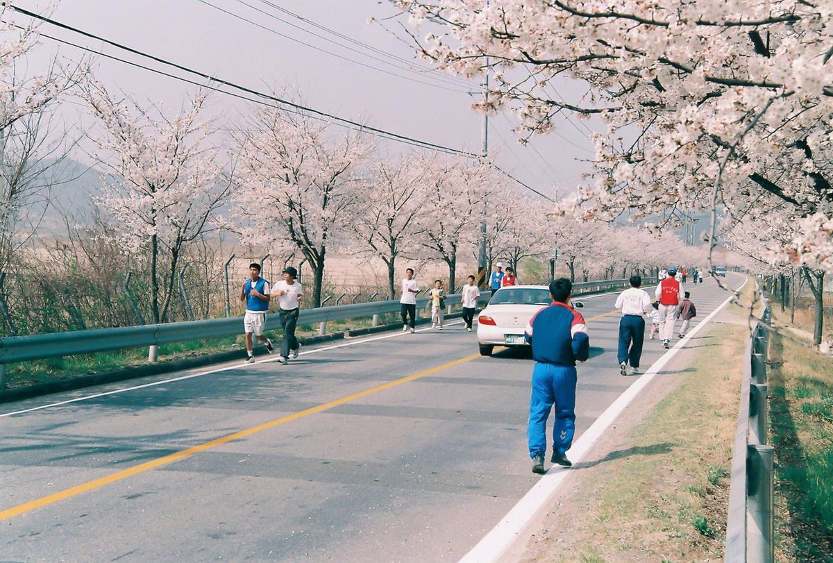 벚꽃