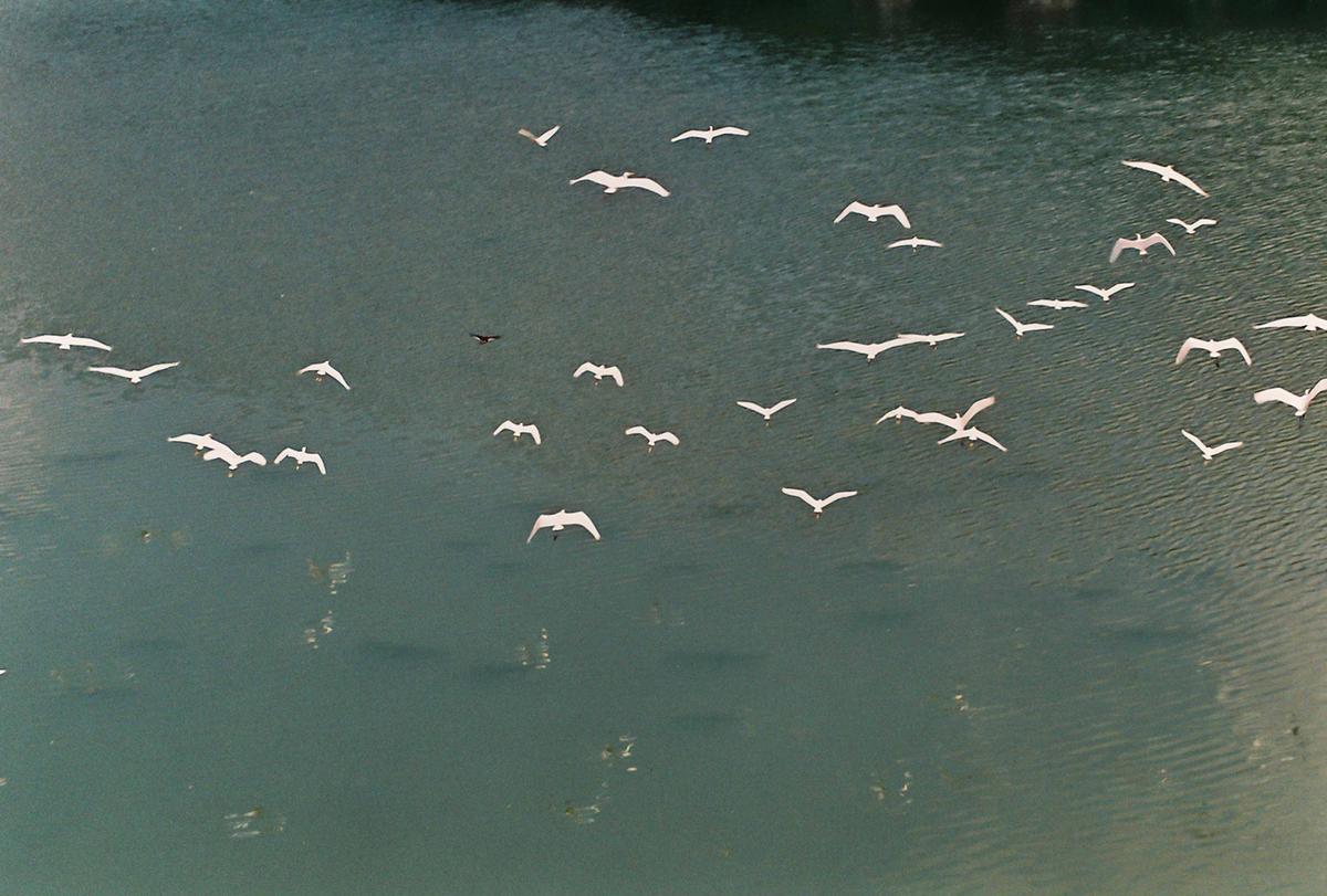 백로