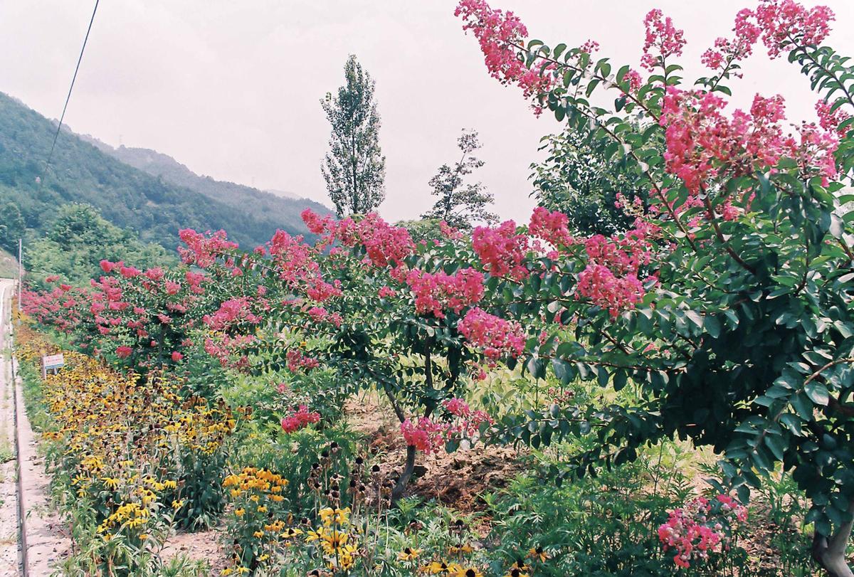 도로조경