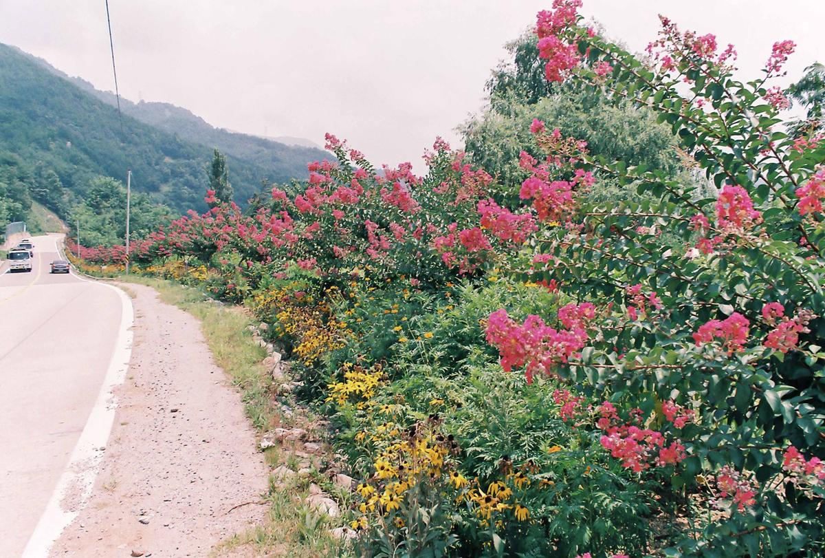 도로조경