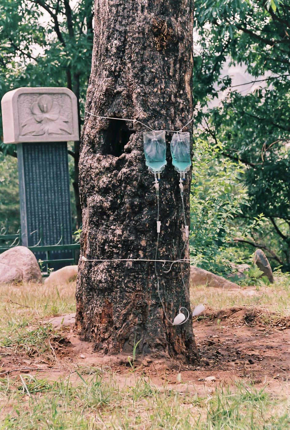 나무보호
