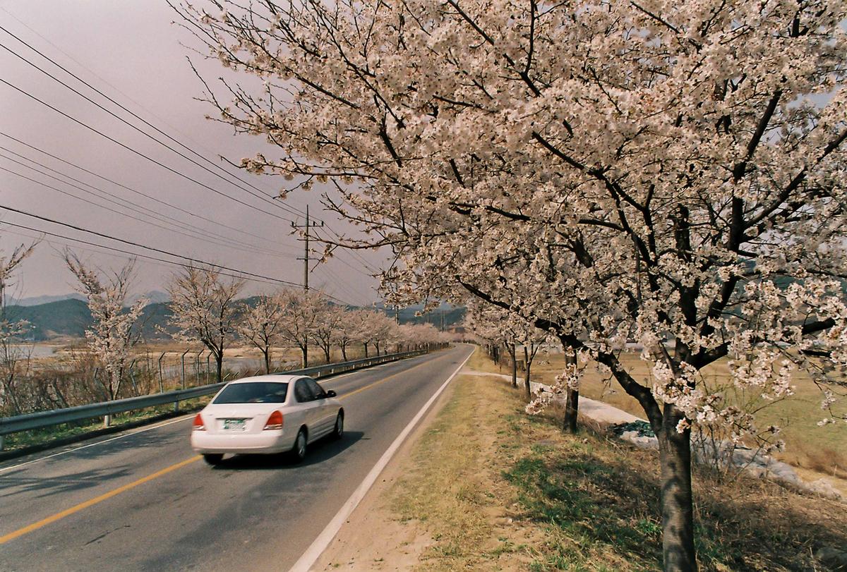 벚꽃