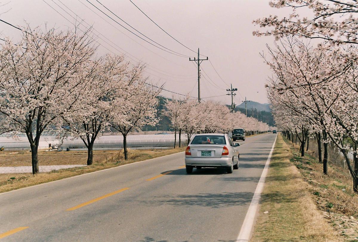 벚꽃