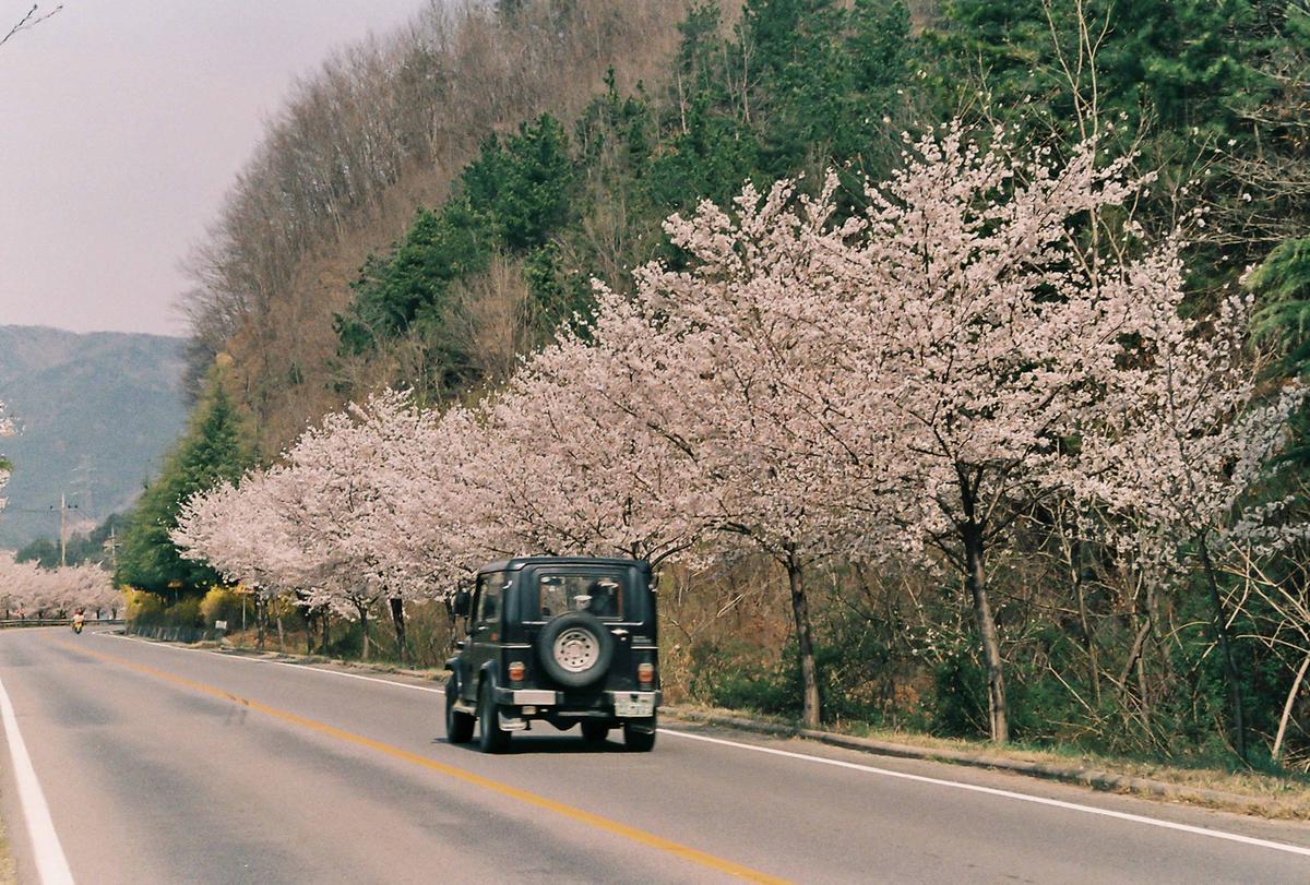 벚꽃