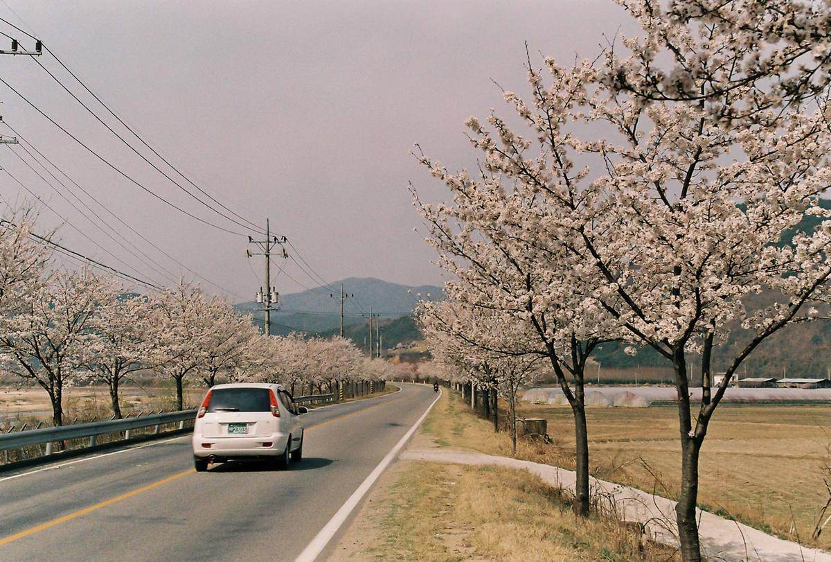 벚꽃