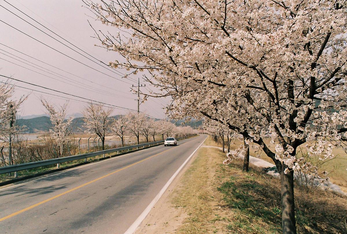벚꽃