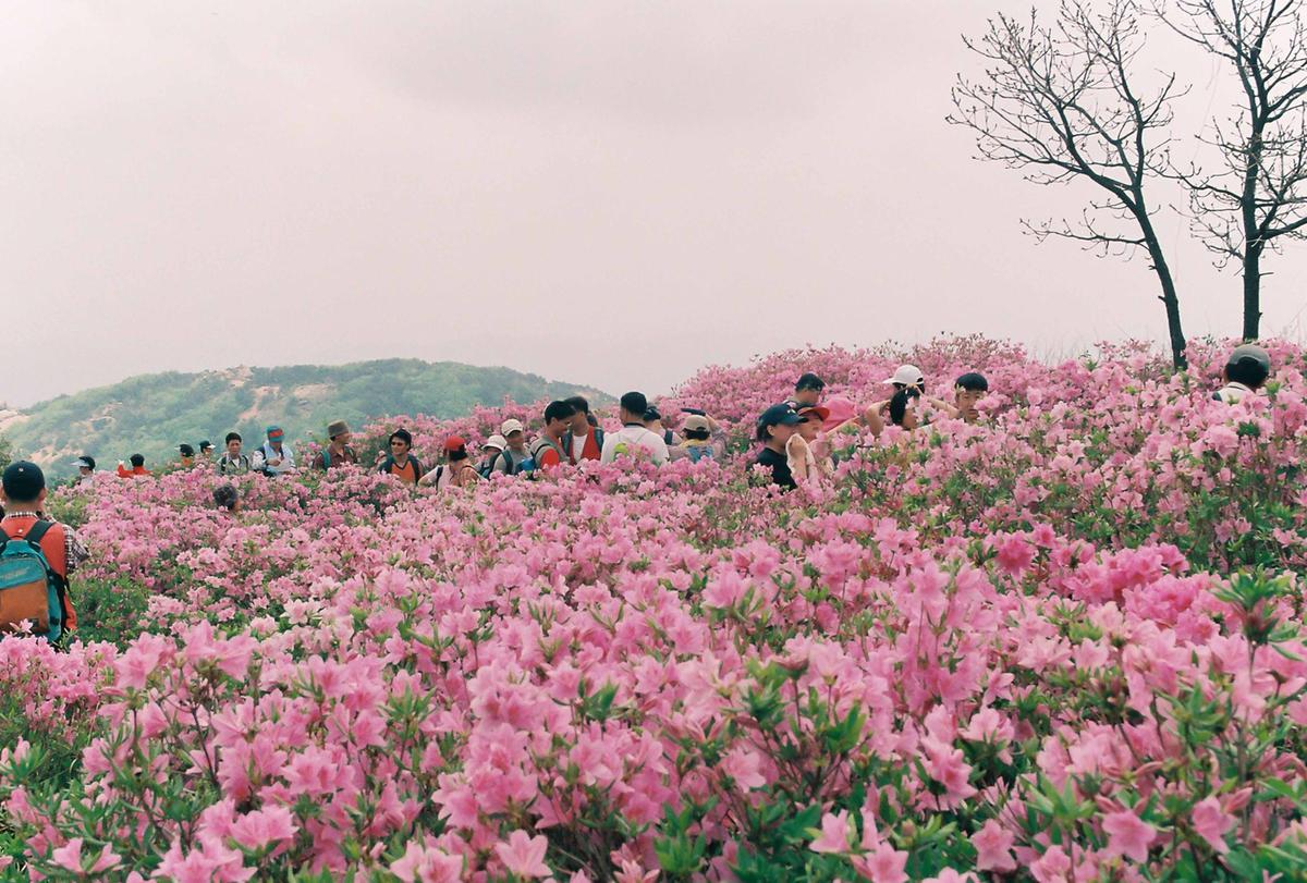 제5회 황매산철쭉제 및 영화주제공원 오픈식
