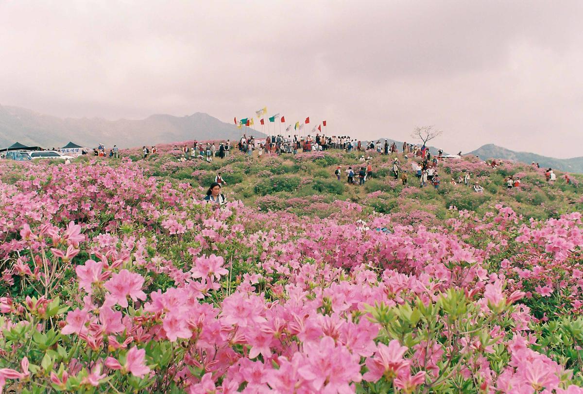 제5회 황매산철쭉제 및 영화주제공원 오픈식