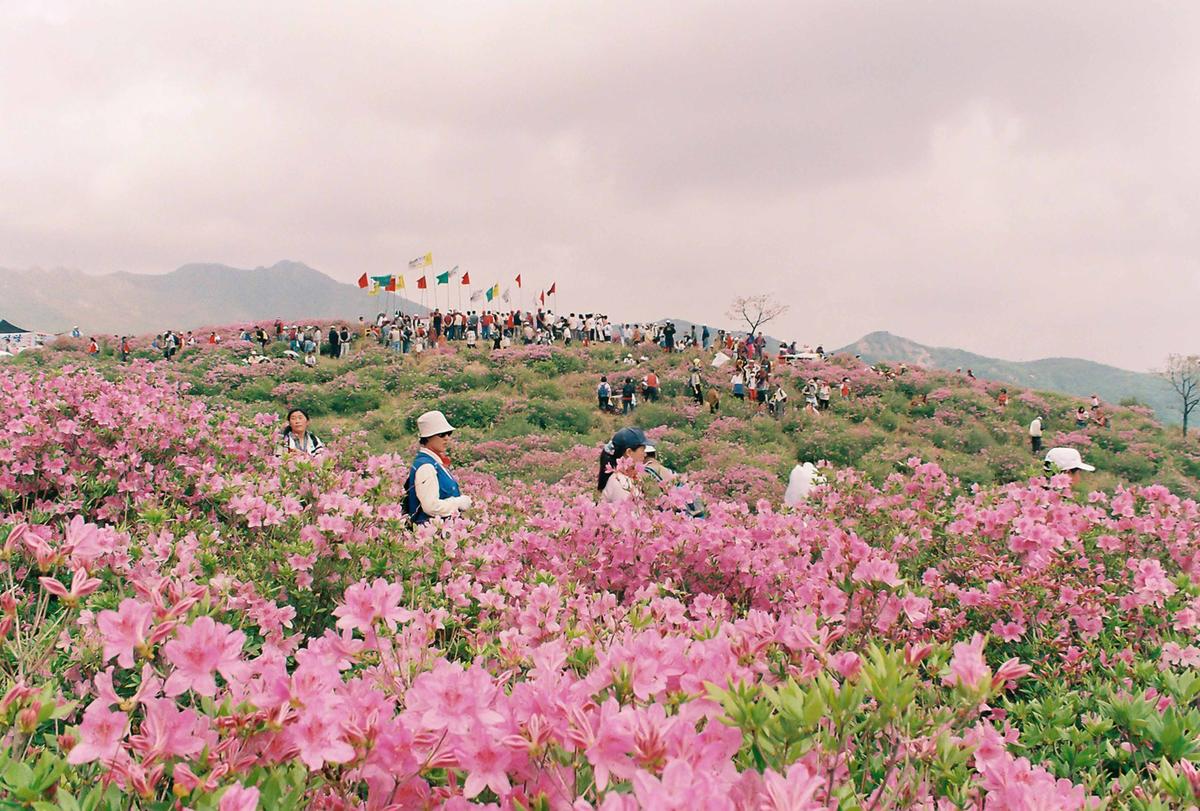 제5회 황매산철쭉제 및 영화주제공원 오픈식
