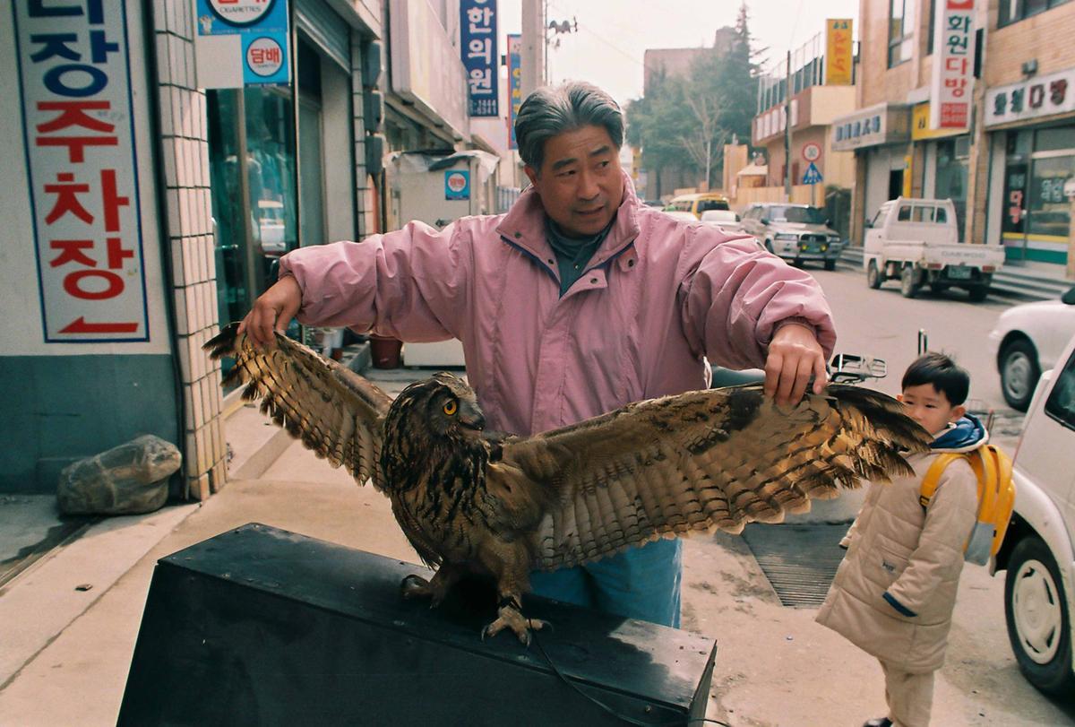 올빼미