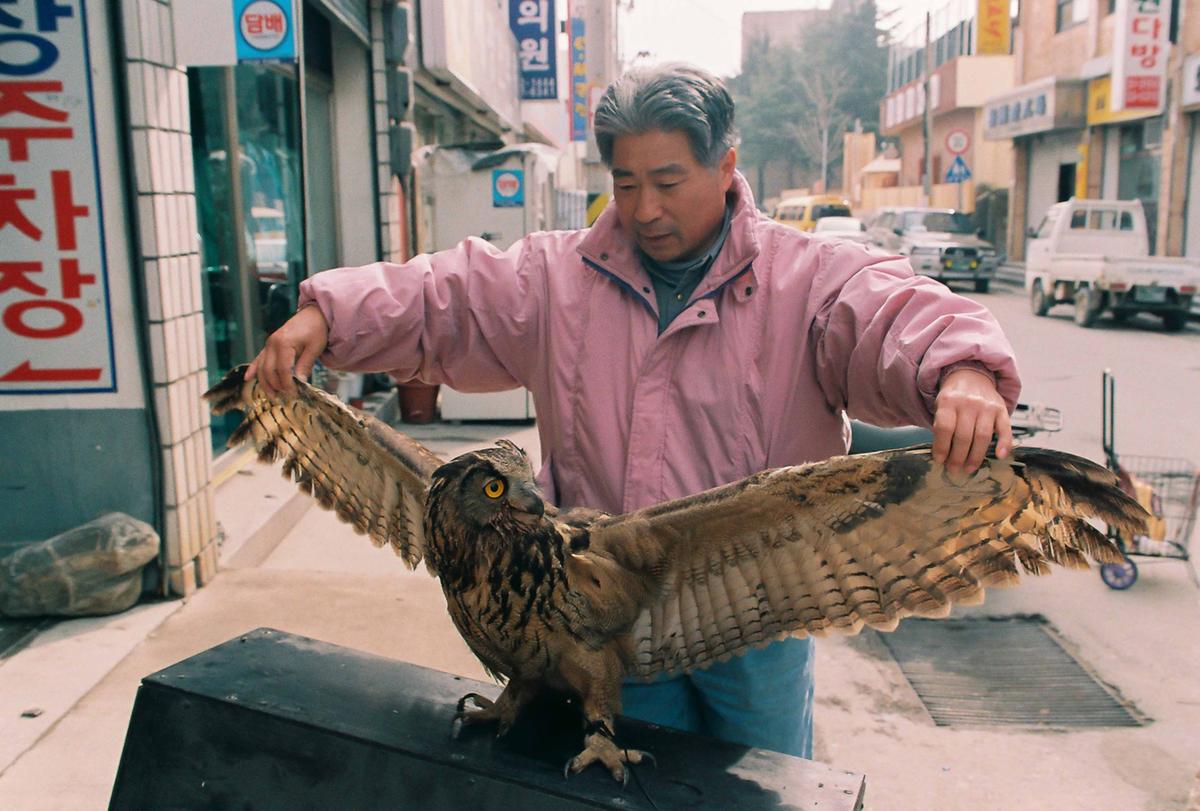 올빼미