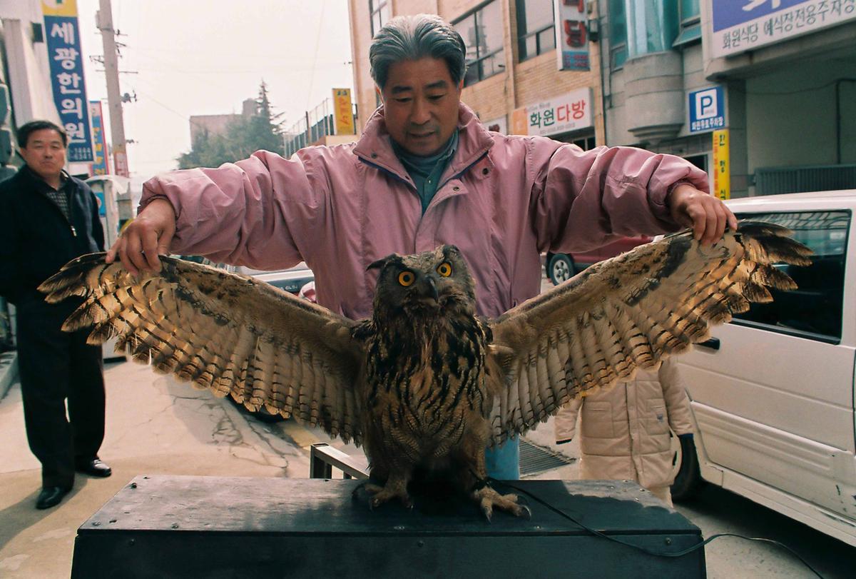 올빼미