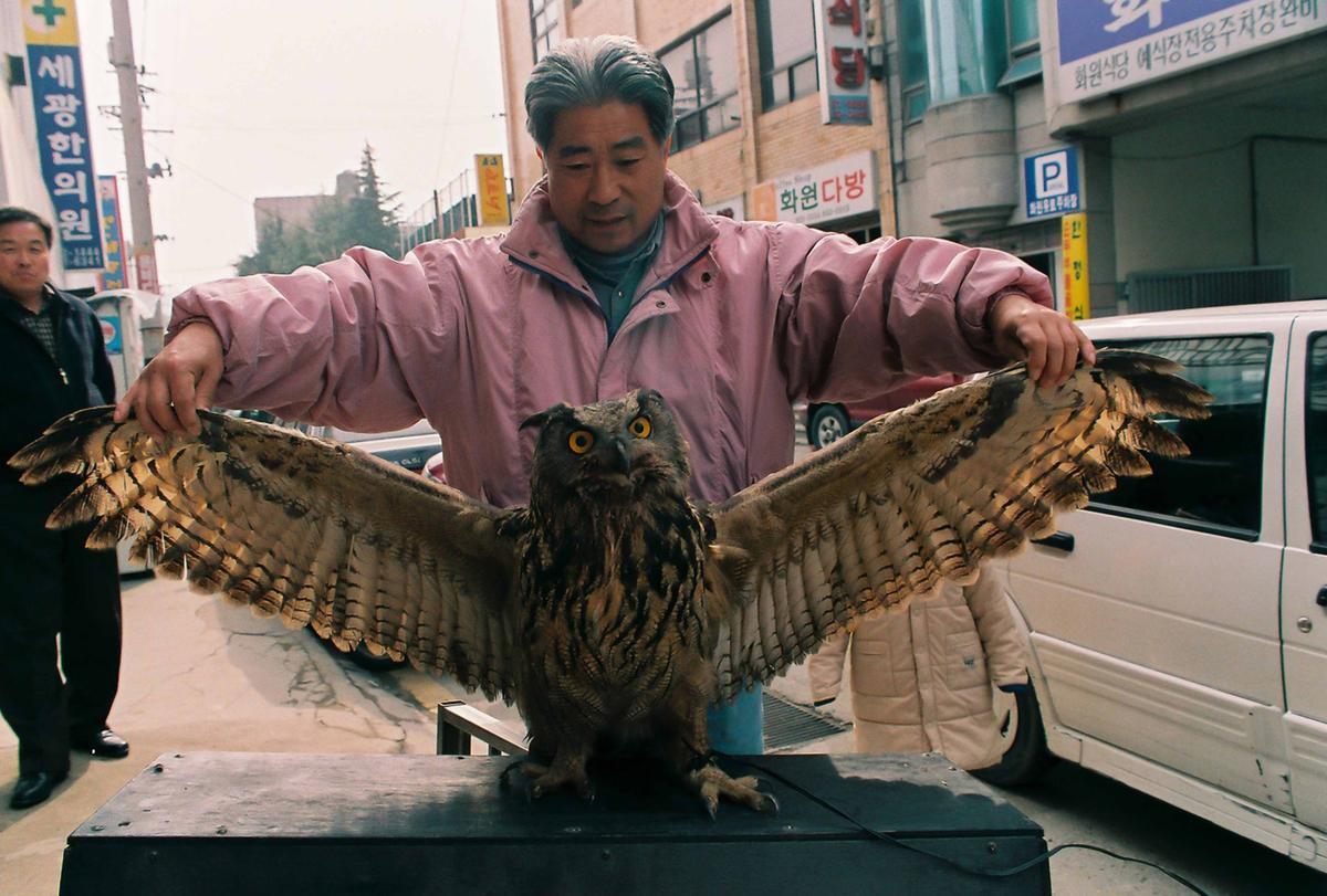 올빼미