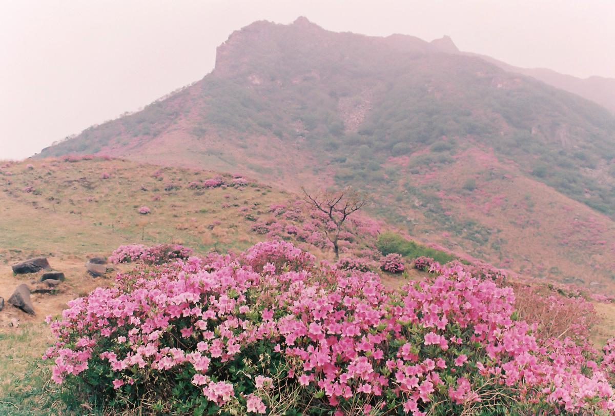 철쭉