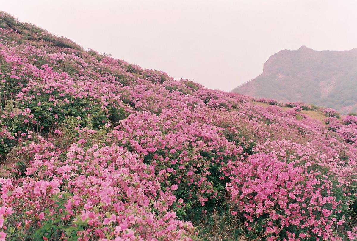 철쭉