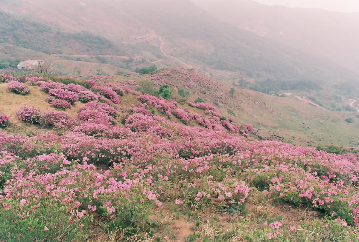 철쭉