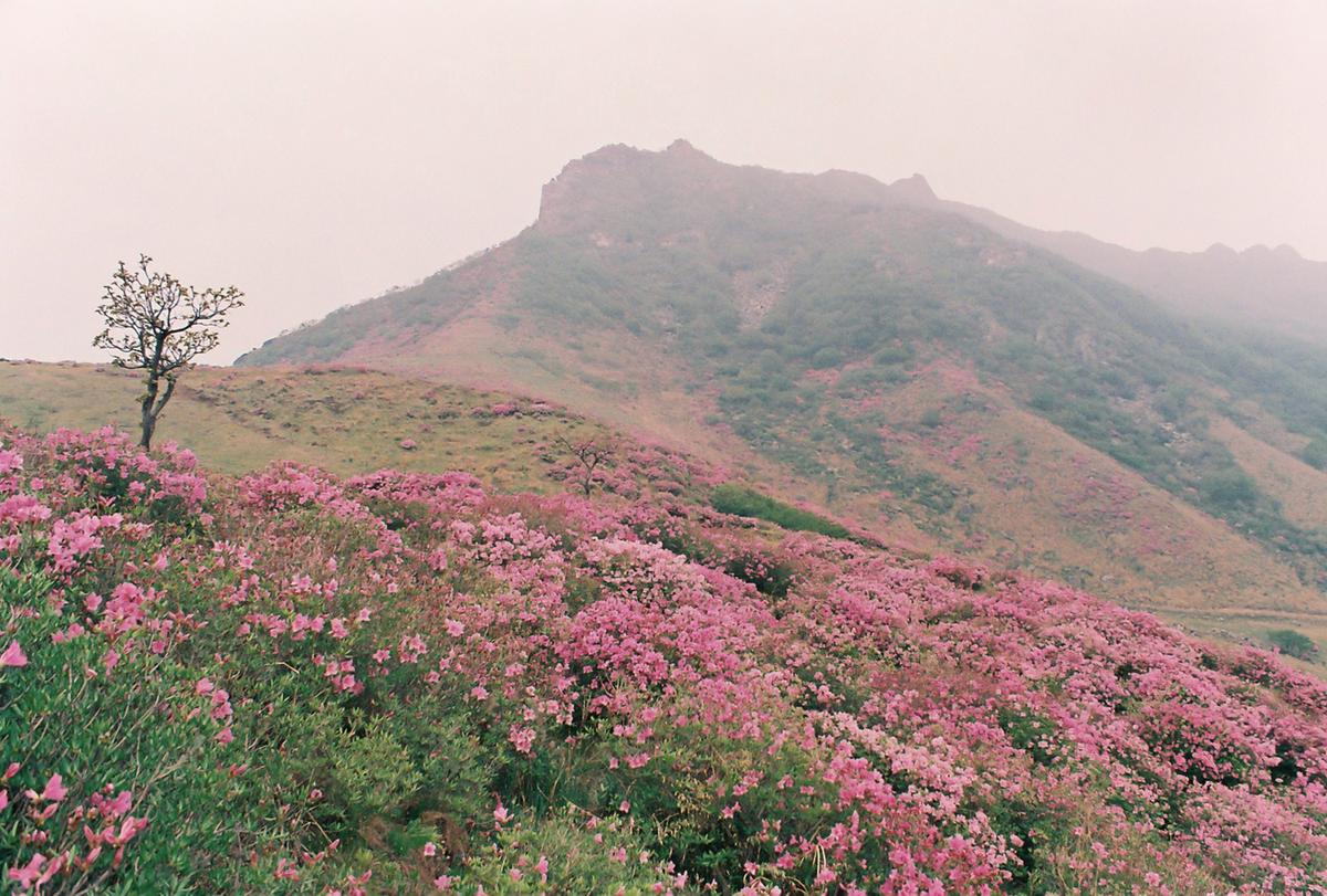 철쭉