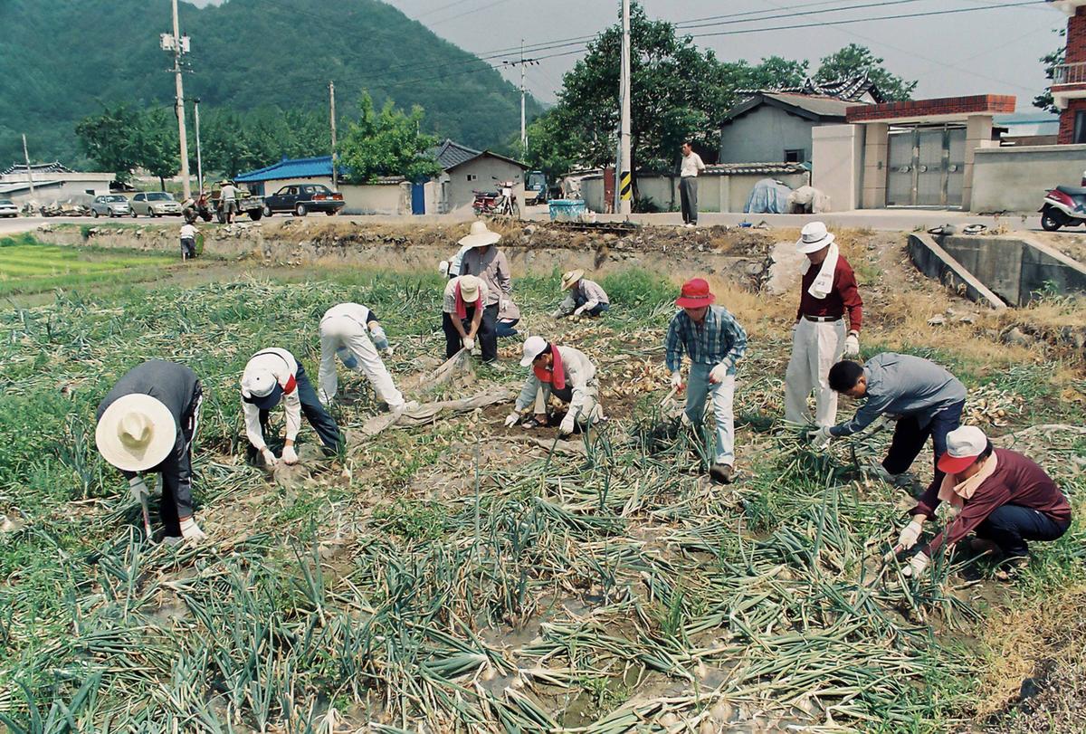 농촌일손돕기
